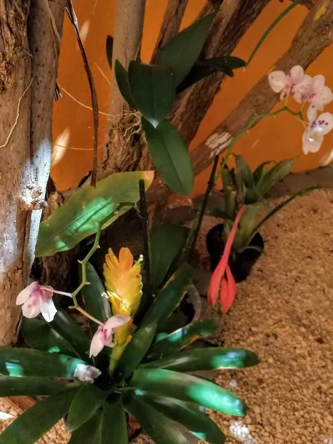 Сasa de vacaciones Villa Casa Loritos Cancún